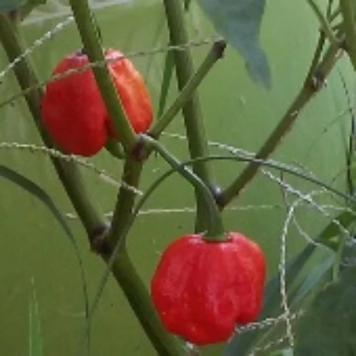 Scotch Bonnet Hot Peppers (Red Strain 5) HP1889-20